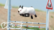 Cute Bunny Jumping Competition