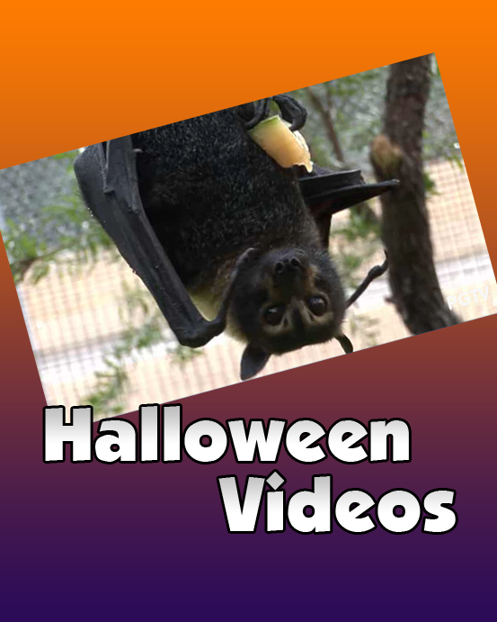 Halloween Videos