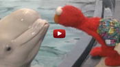Sesame Street: Elmo and Whale: Love 