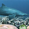 Secrets of the Deep