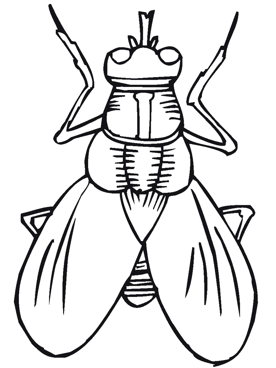 Bug Coloring Page 22 Classroom Coloring Pages