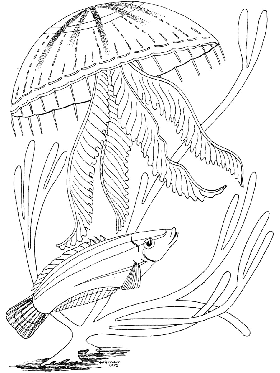 ocean coloring pages and activities - photo #49