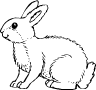 Bunny Rabbit