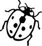 Ladybug