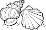 Seashells
