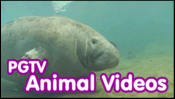 PGTV: Animal Videos