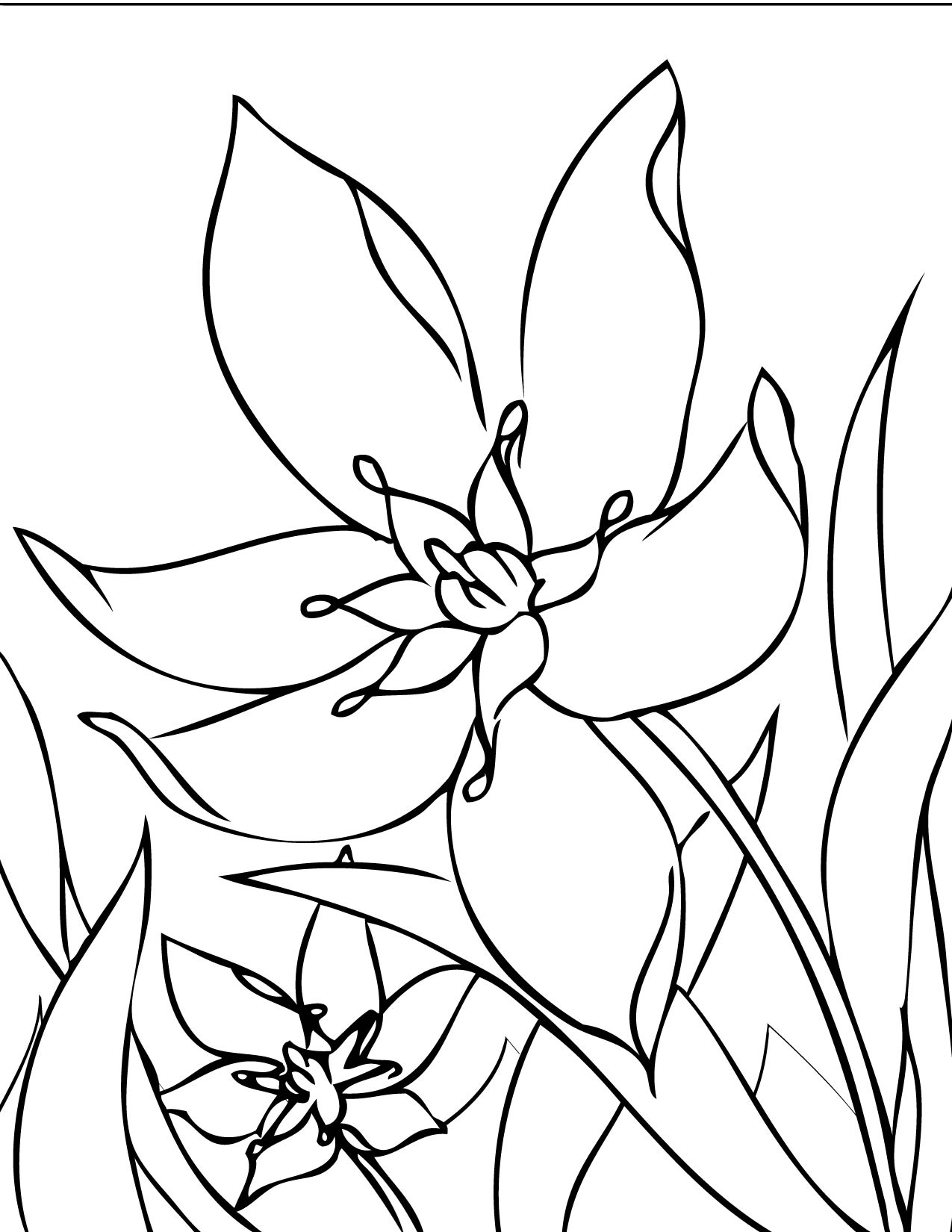 Star Flowers Coloring Pages 1