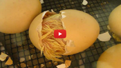Chick Hatching From Egg