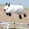 Cute Bunny Jumping Competition