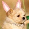 Puppy Easter