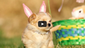 Puppy Easter