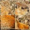 Groundhog Day Turn Puzzle