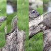 Groundhog Mix Puzzle