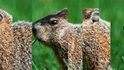 Groundhog Mix Puzzle