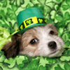 St. Patrick's Day Puppy Jigsaw Puzzle