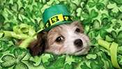 St. Patrick's Day Puppy Jigsaw Puzzle