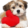 Valentine Puppy Jigsaw