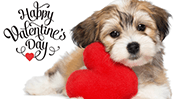 Valentine Puppy Jigsaw