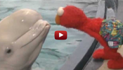 Sesame Street: Elmo and Whale: Love