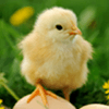Baby Chick Jigsaw Puzzle