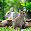 Bunnies Jigsaw Puzzle