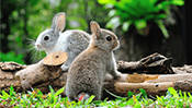 Bunnies Jigsaw Puzzle