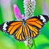 Butterfly Jigsaw Puzzle