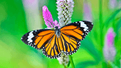 Butterfly Jigsaw Puzzle