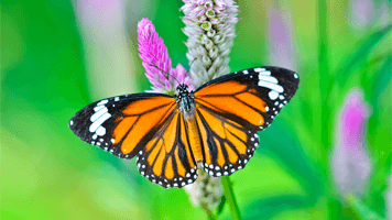 Butterfly - Jigsaw Puzzles Online