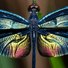 Dragonfly Jigsaw Puzzle