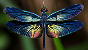 Dragonfly Jigsaw Puzzle