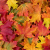 Fall Leaves Jigsaw Puzzle