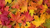 Fall Leaves Jigsaw Puzzle