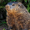 Groundhog Jigsaw Puzzle