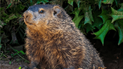 Groundhog Jigsaw Puzzle