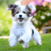 Puppy Jigsaw Puzzle