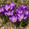Purple Crocus Jigsaw Puzzle