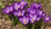 Purple Crocus Jigsaw Puzzle