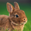 Rabbit Jigsaw Puzzle