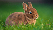 Rabbit Jigsaw Puzzle