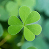 Shamrock Jigsaw Puzzle