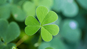 Shamrock Jigsaw Puzzle