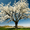 Spring Jigsaw Puzzle