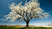 Spring Jigsaw Puzzle