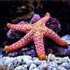 Starfish Jigsaw Puzzle