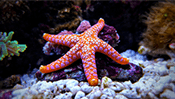 Starfish Jigsaw Puzzle