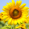 Sunflower Jigsaw Puzzle