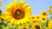 Sunflower Jigsaw Puzzle