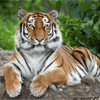 Tiger Jigsaw Puzzle