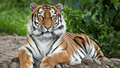 Tiger Jigsaw Puzzle